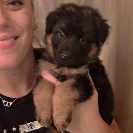 Chanel Étoile Celeste Elite Von Haus (Light Pink Collar) - Black and red female German Shepherd puppy in Grants Pass, Oregon from Elite Von Haus German Shepherds