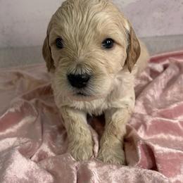 King George - Cream male Goldendoodle puppy in Stoughton, Wisconsin from Mandi's Doodles
