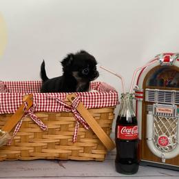 Mae - Black sabled fawn female Chihuahua puppy in North Ridgeville, Ohio from Happy Pups