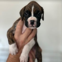 Boxer Puppies from OTR Boxers