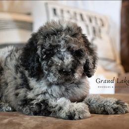 Bernedoodles and Schnoodles from Grand Lake Poodles & Doodles