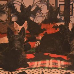 Scottish Terriers from Herron's Sandhills Scotties