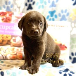 Girl 2 - female Labrador Retriever puppy in White Bear Lake, Minnesota from Labs Of The Lake