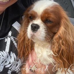 Magnus - Cavalier King Charles Spaniel