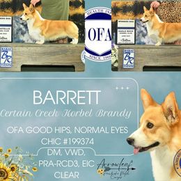 Barrett - Pembroke Welsh Corgi