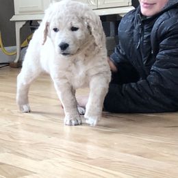Goldendoodle Puppies from Kellee's Goldendoodles