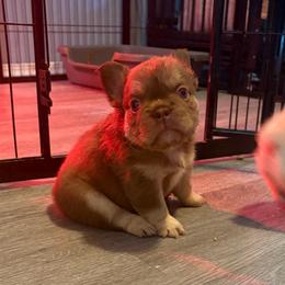 Hazel - Tricolors female French Bulldog puppy in Puyallup, Washington from Sarra's French Bulldogs