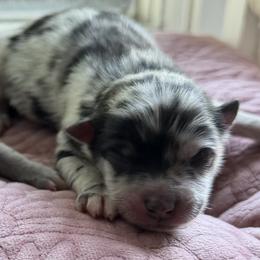 Right eye patch - Merle male Pomsky puppy in Kingston, Michigan from Browns Pomskys