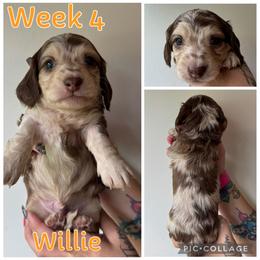 Willie - Dapple male Dachshund puppy in Michigan from M.H.P Dachshunds