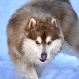 Rocky - Pomsky