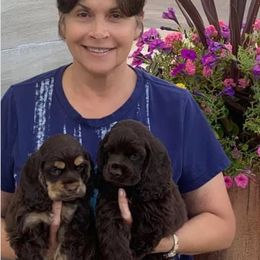 Cocker Spaniel Puppies from Richards' Cocker Kennel