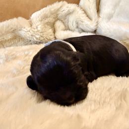 White - Girl - Black and white female Cocker Spaniel puppy in Morganton, North Carolina from Priceless Pups