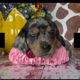 Wiggles - Dapple male Dachshund puppy in Floresville, Texas from Muddy River Dachshunds