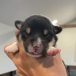 Boy 4 - Pembroke Welsh Corgi puppy in North Carolina from Rafter T Corgis