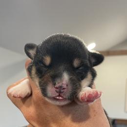 Boy 4 - Pembroke Welsh Corgi puppy in North Carolina from Rafter T Corgis