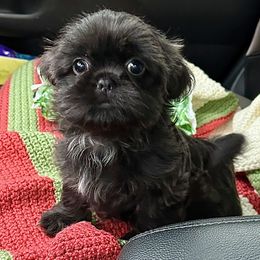 Shih Tzu Puppies from Holy City Shih Tzu
