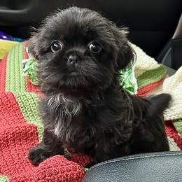 Shih Tzu Puppies from Holy City Shih Tzu