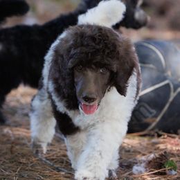 Poodle Puppies from Mystic Moon Poodles