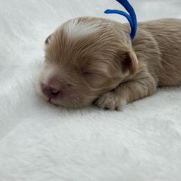 Axel ( dark blue ) - Apricot male Maltipoo puppy in Turlock, California from 209PuppiesCaliforniaMaltipoo