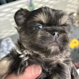 Danny - Blue male Shih Tzu puppy in Springboro, Ohio from Shih Tzus of Springboro LLC.
