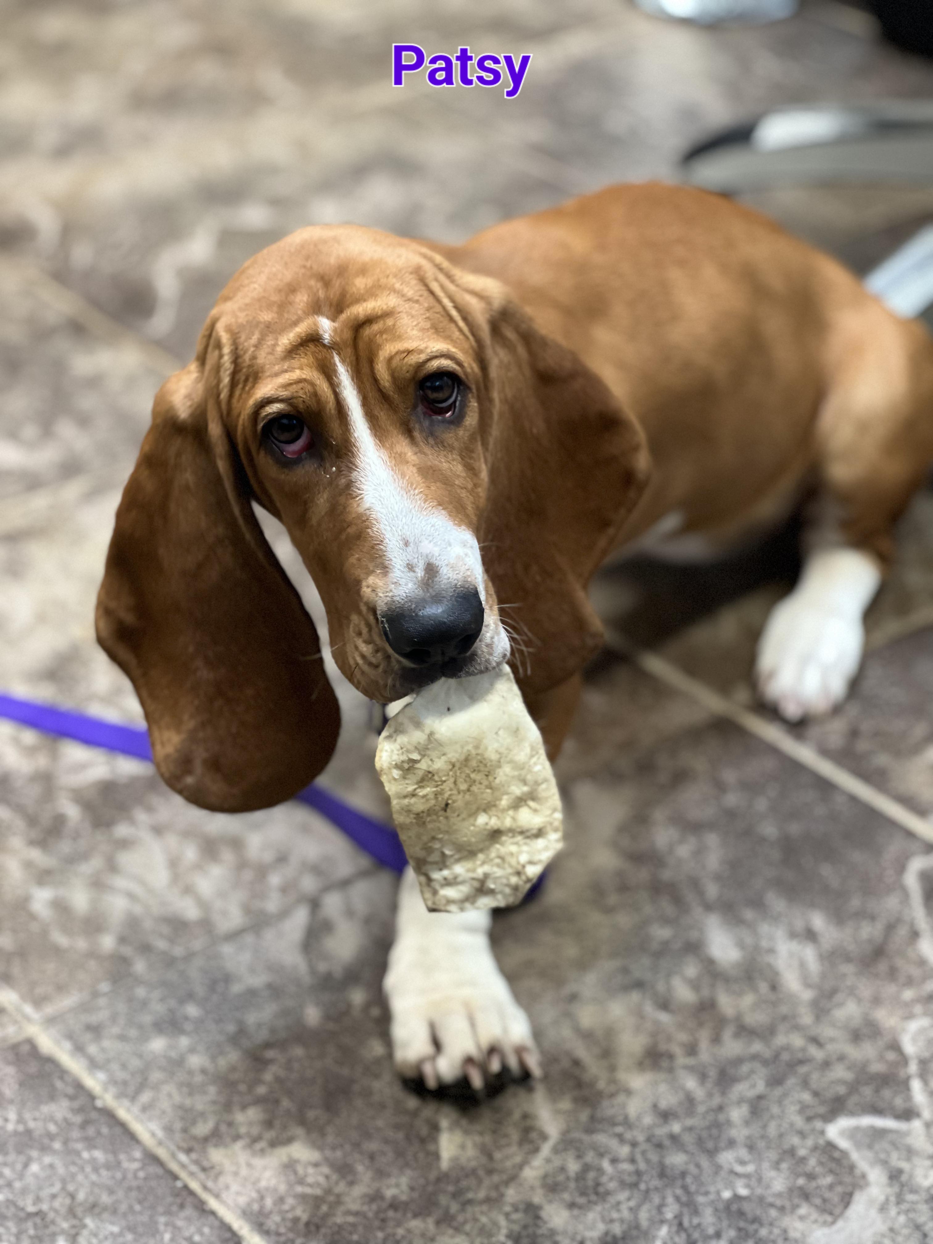 Basset Hound Puppies from Happy Hound Bassets of Whitney