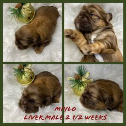 Shih Tzu Puppies from LaDawn’s Little Lions