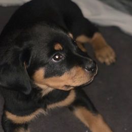 Blue collar girl 💙 - Black and mahogany Rottweiler puppy in Medford, Oregon from 541Rottweilers