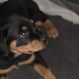 Blue collar girl 💙 - Black and mahogany Rottweiler puppy in Medford, Oregon from 541Rottweilers
