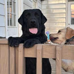 Lola - Labrador Retriever