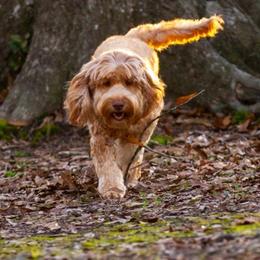 Australian Labradoodle, Bernedoodle, Goldendoodle, Poodle, and Sheepadoodle All Grown Up from Sutton Place Doodles
