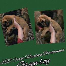 Boy 3 - Red male Bloodhound puppy in Stone Hill, Missouri from KRC Ozark Mountain Bloodhounds
