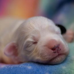 Summer - White female Lowchen puppy in Fort Collins, Colorado from Dragonne Lowchen