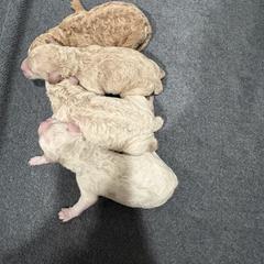 Goldendoodle Puppies from Bellegrove Goldendoodles