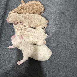 Goldendoodle Puppies from Bellegrove Goldendoodles
