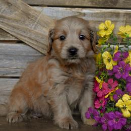 Female 1 of 3 - Apricot female Goldendoodle puppy in Macedon, New York from Toodles Goldendoodles