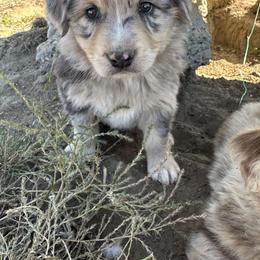 Australian Shepherd Puppies from South Dakota Creekside Australian Shepherds