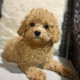 Mia - Apricot female Poodle puppy in Chattanooga, Tennessee from Joyfull Pals