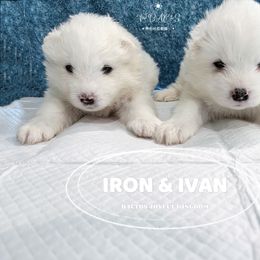 Samoyed Puppies from The Bactos Family