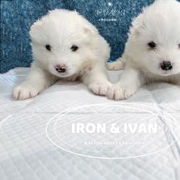Samoyed Puppies from The Bactos Family
