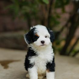Charles MICRO - male Australian Mountain Doodle puppy in Dalton, Ohio from Haven Doodles