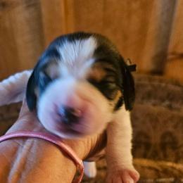 Dark Gray Collar - Black tan and white male Beagle puppy in Knoxville, Tennessee from River Valley Hounds