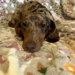 Tootsie - Dachshund