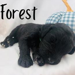 Forest - Black male Goldendoodle puppy in Cedartown, Georgia from Loyal Doodles