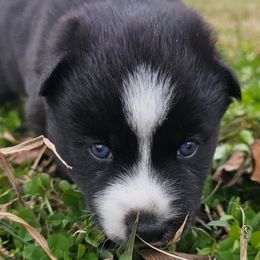 Aveline - Black and white female Pomsky puppy in La Vergne, Tennessee from Atencio Pomsky