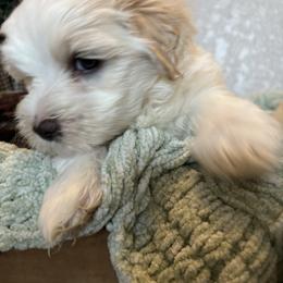 Bud - White male Coton de Tulear puppy in Freeport, Texas from H❤️PE COTONS