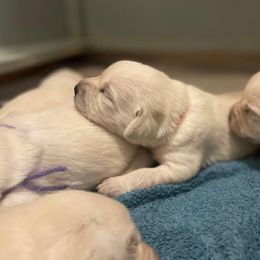 Boy 2 - Yellow male Labrador Retriever puppy in Hutto, Texas from Texas Bluebonnet Labs