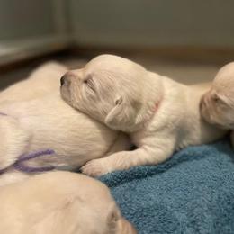 Boy 2 - Yellow male Labrador Retriever puppy in Hutto, Texas from Texas Bluebonnet Labs