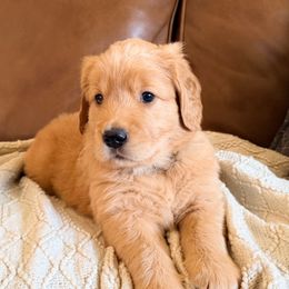 Basil (Black Collar) - Dark golden male Golden Retriever puppy in Jefferson, Iowa from New Beginnings Acres