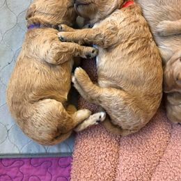 Goldendoodle Puppies from Clig Doodle Days
