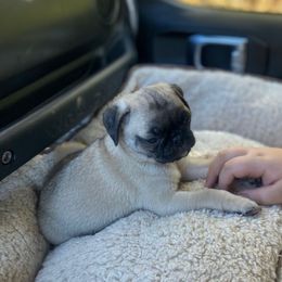 Cuddles - Pug